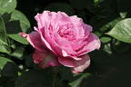 Zwergrose 'Lavender Ice' ® - Rosa 'Lavender Ice' ®