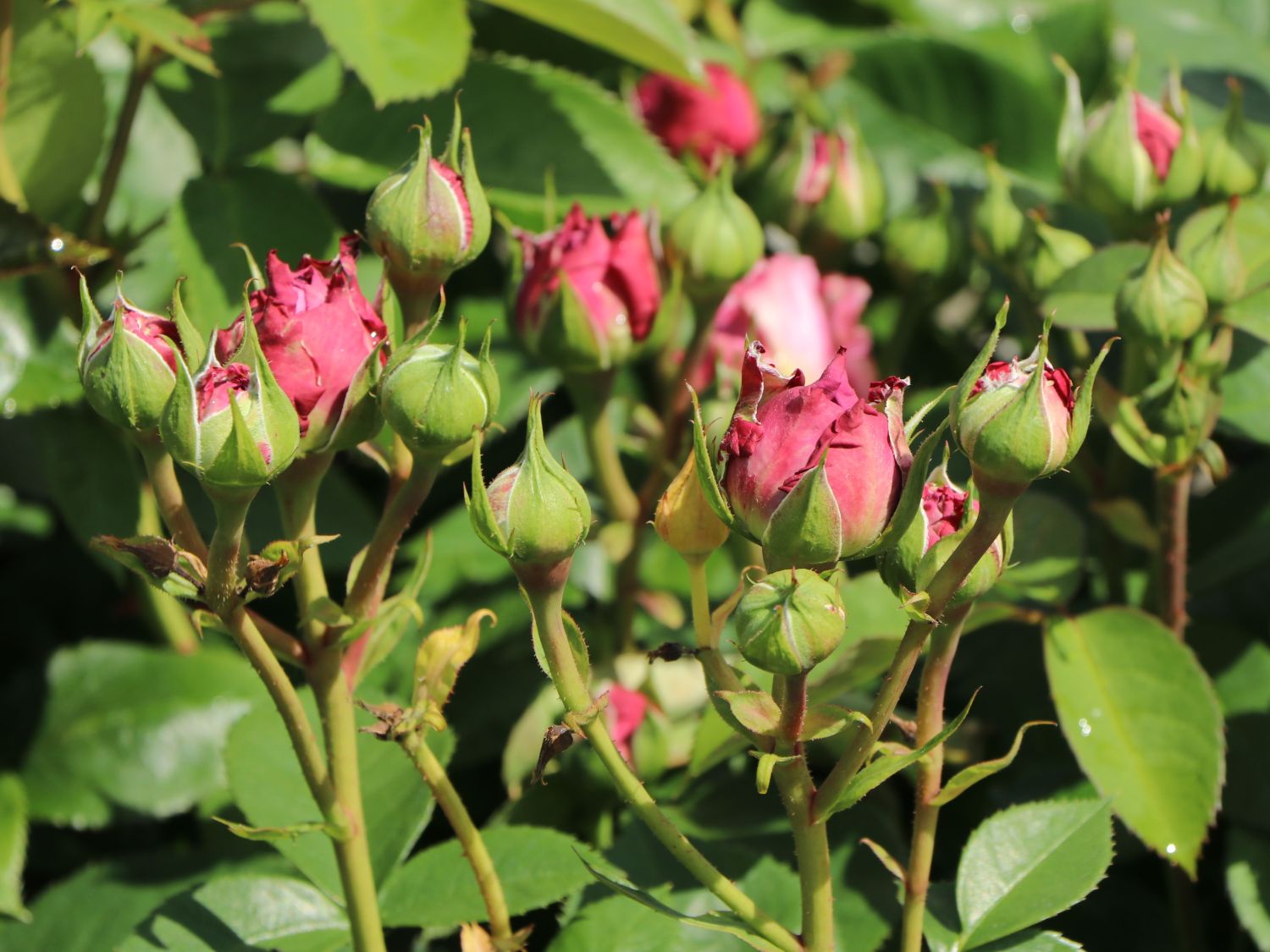 Zwergrose 'Lavender Ice' ® - Rosa 'Lavender Ice' ®