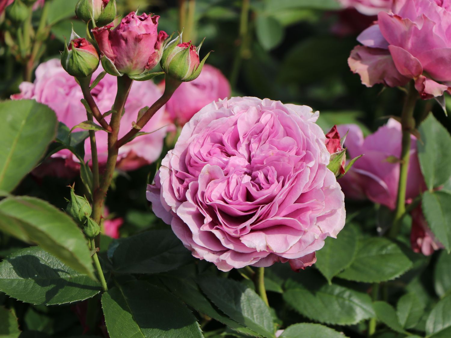 Zwergrose 'Lavender Ice' ® - Rosa 'Lavender Ice' ®