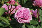 Zwergrose 'Lavender Ice' ® - Rosa 'Lavender Ice' ®