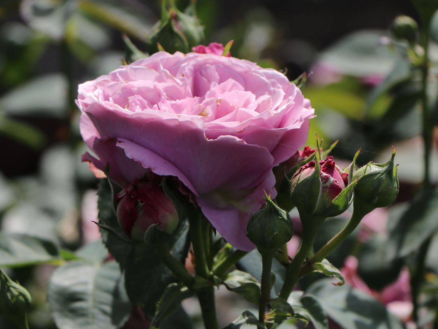 Zwergrose 'Lavender Ice' ® - Rosa 'Lavender Ice' ®