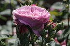 Zwergrose 'Lavender Ice' ® - Rosa 'Lavender Ice' ®