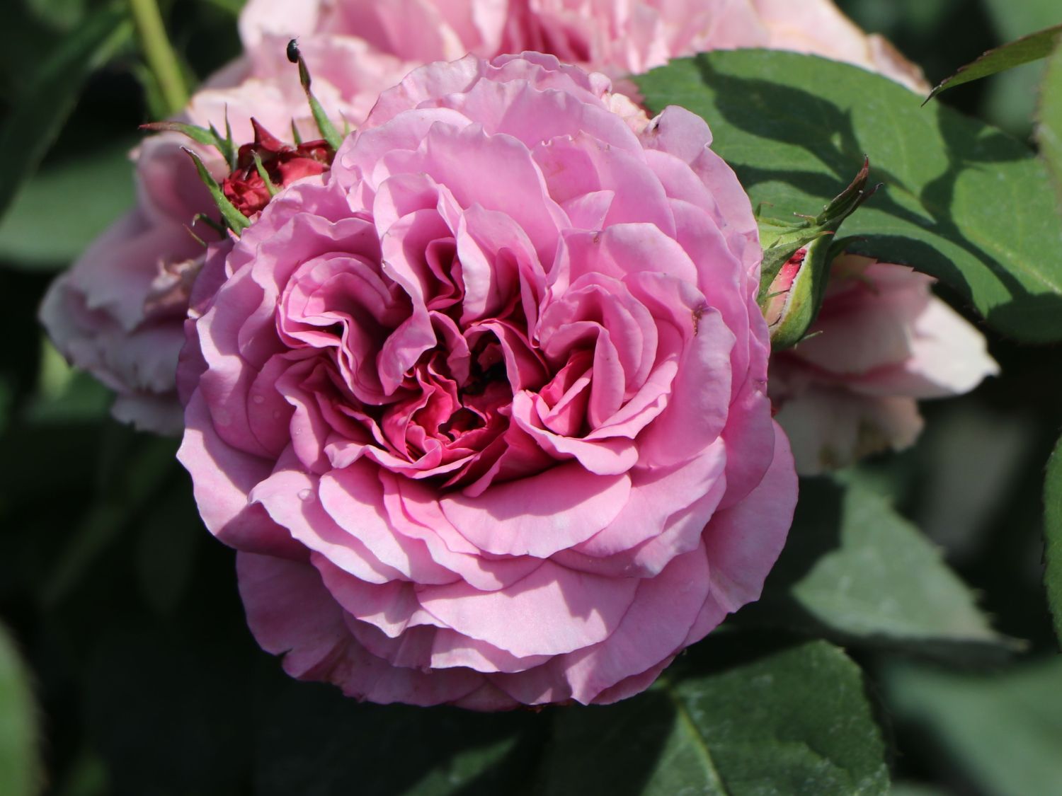Zwergrose 'Lavender Ice' ® - Rosa 'Lavender Ice' ®