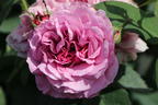 Zwergrose 'Lavender Ice' ® - Rosa 'Lavender Ice' ®