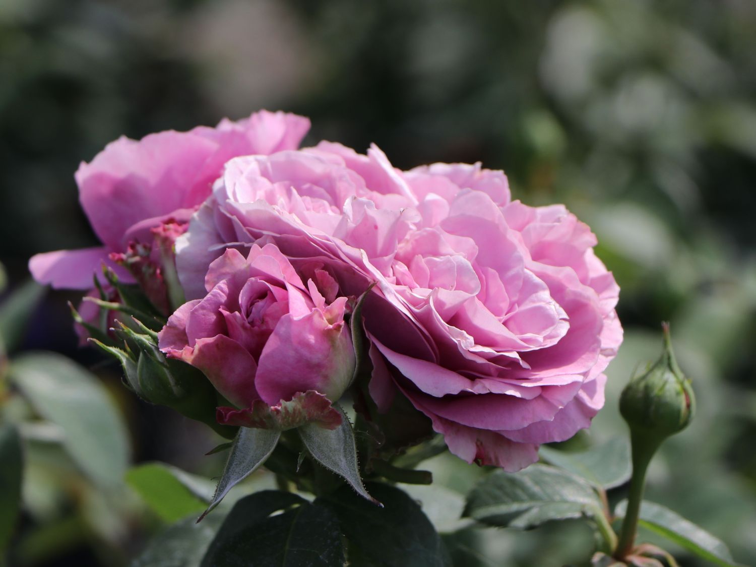 Zwergrose 'Lavender Ice' ® - Rosa 'Lavender Ice' ®
