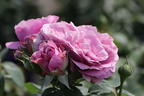 Zwergrose 'Lavender Ice' ® - Rosa 'Lavender Ice' ®