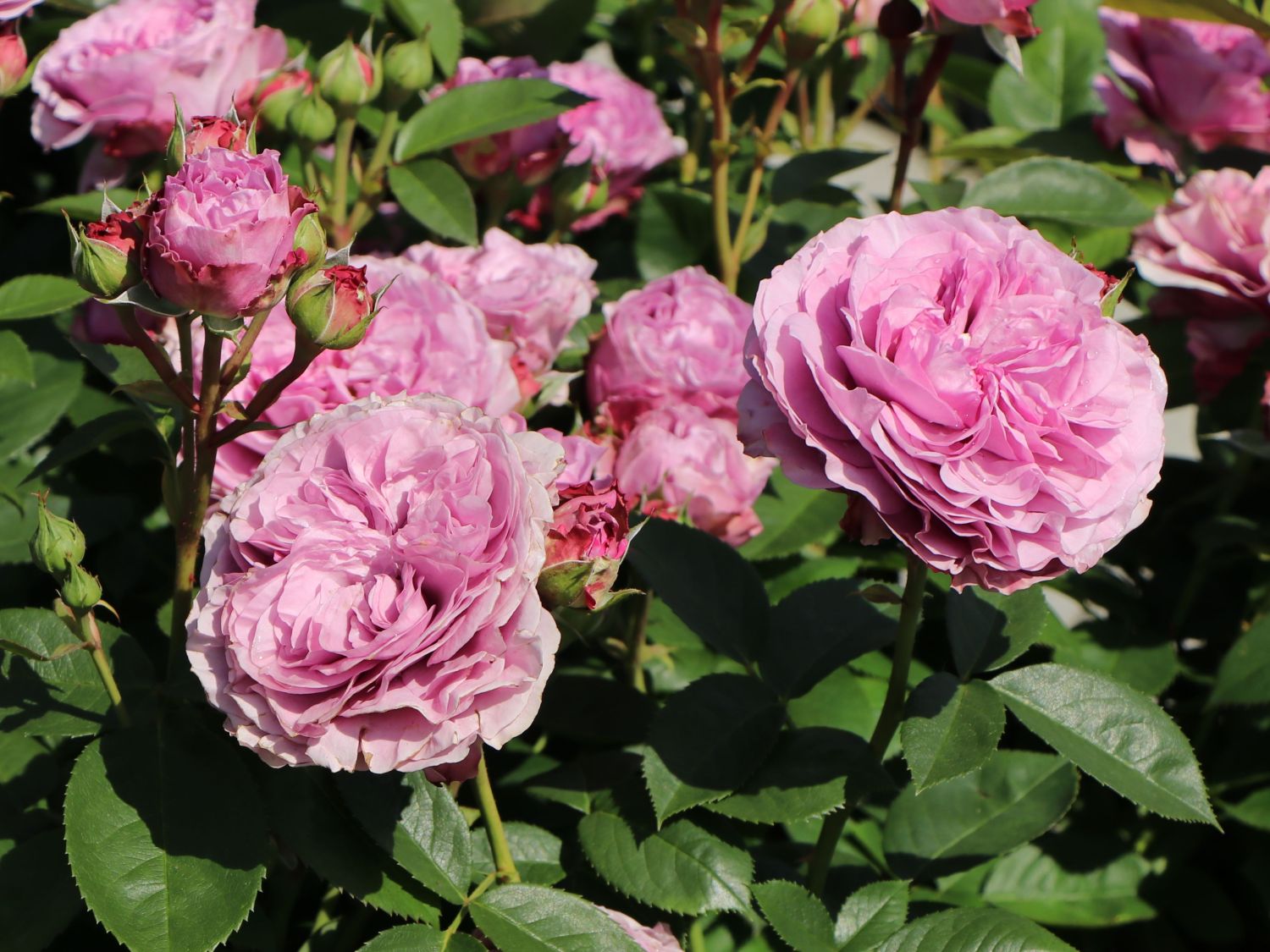 Zwergrose 'Lavender Ice' ® - Rosa 'Lavender Ice' ®