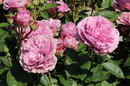 Zwergrose 'Lavender Ice' ® - Rosa 'Lavender Ice' ®