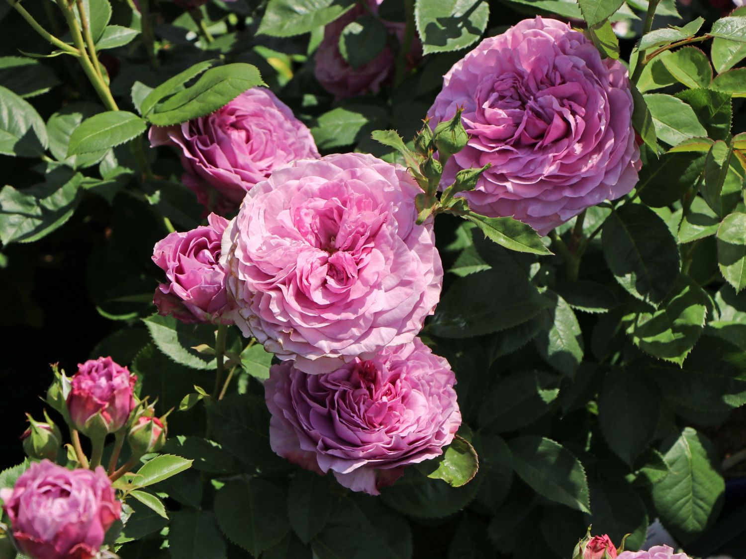 Zwergrose 'Lavender Ice' ® - Rosa 'Lavender Ice' ®