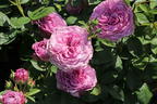 Zwergrose 'Lavender Ice' ® - Rosa 'Lavender Ice' ®