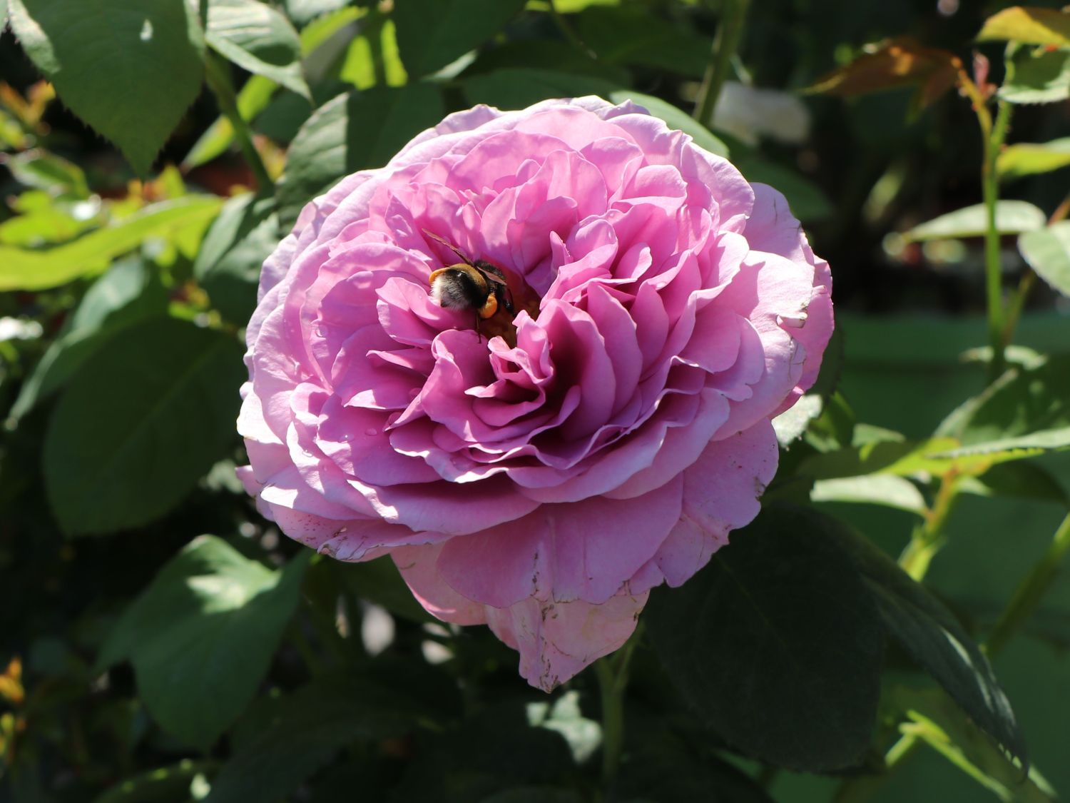 Zwergrose 'Lavender Ice' ® - Rosa 'Lavender Ice' ®