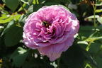 Zwergrose 'Lavender Ice' ® - Rosa 'Lavender Ice' ®