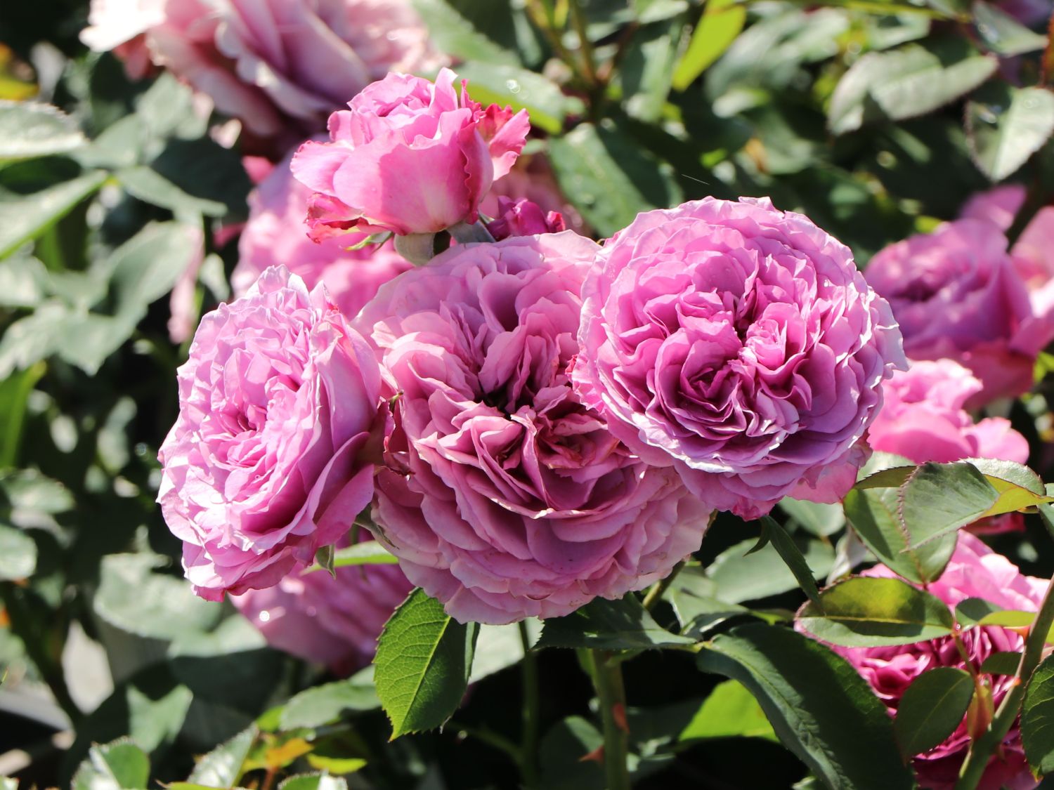 Zwergrose 'Lavender Ice' ® - Rosa 'Lavender Ice' ®