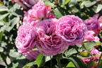Zwergrose 'Lavender Ice' ® - Rosa 'Lavender Ice' ®