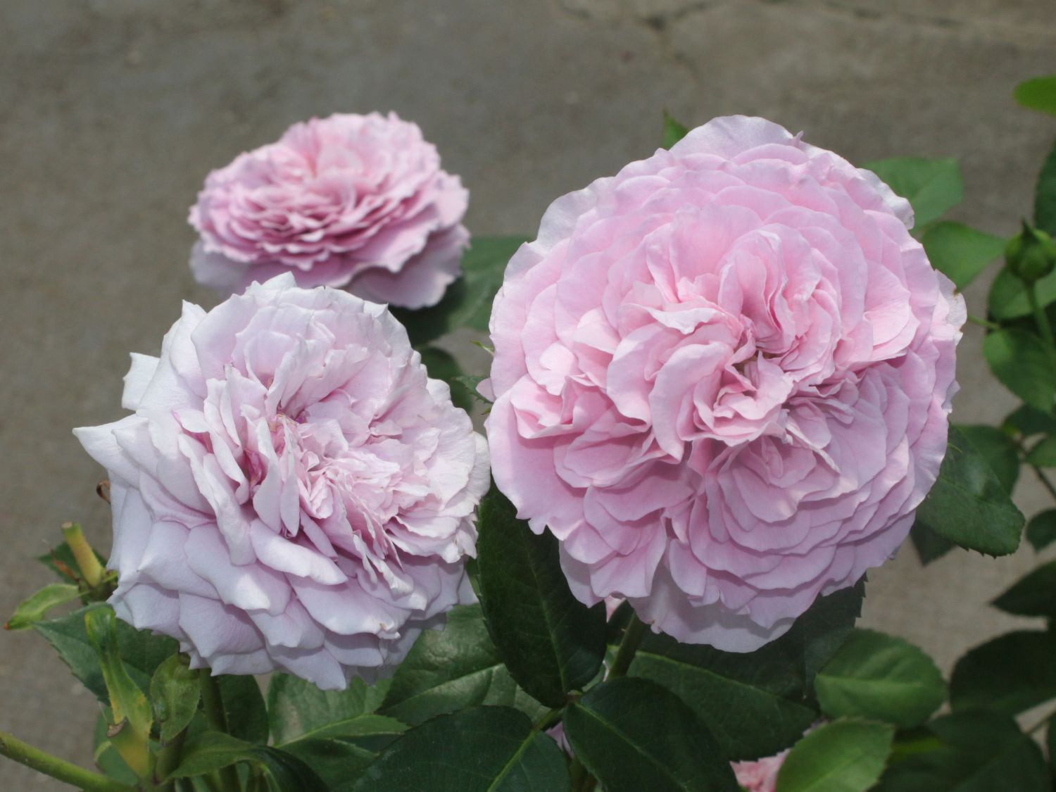 Zwergrose 'Lavender Ice' ® - Rosa 'Lavender Ice' ®