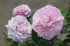 Zwergrose 'Lavender Ice' ® - Rosa 'Lavender Ice' ®