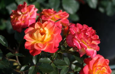 Orange Rosen - Energie und Eleganz für den Garten