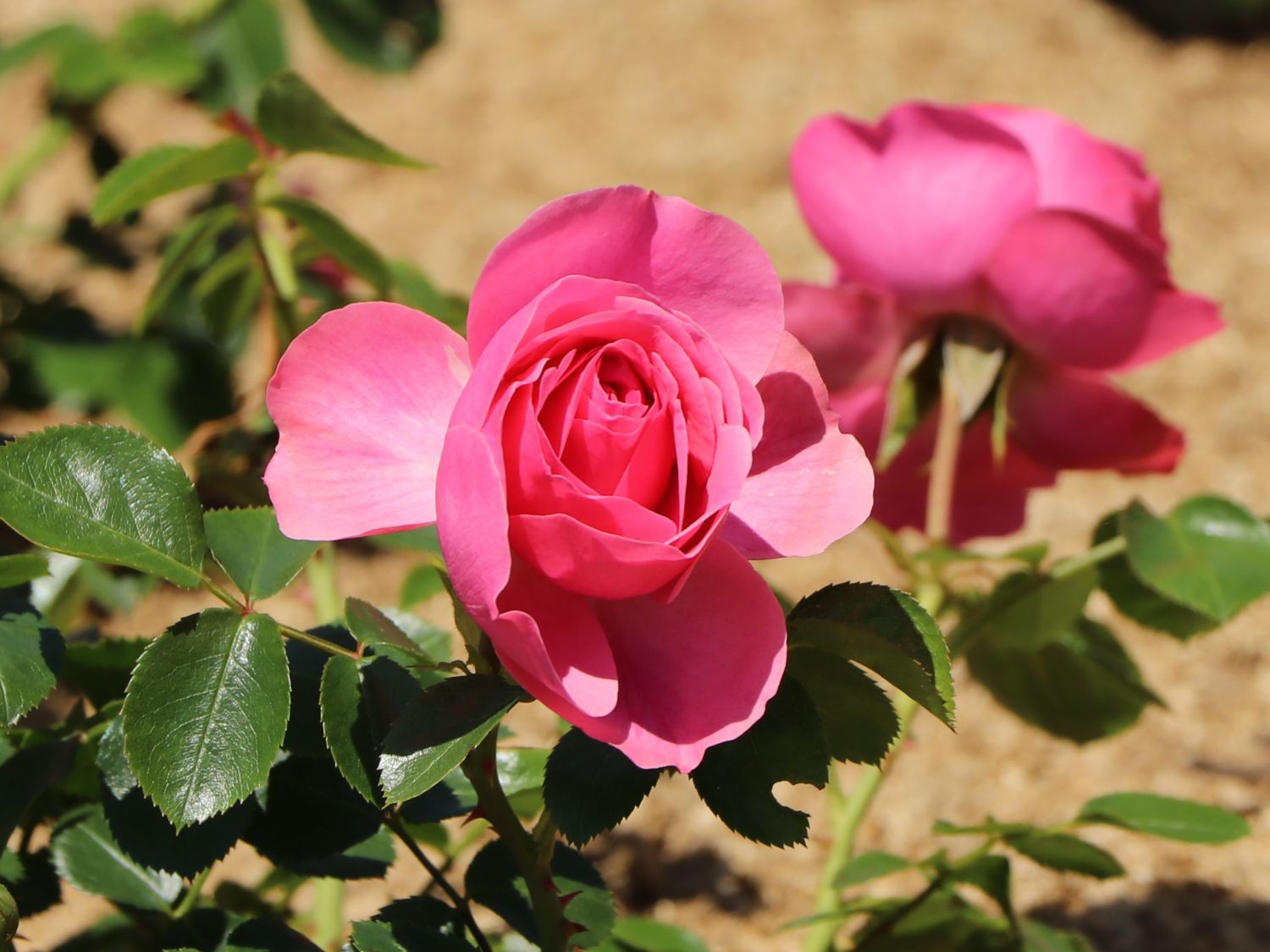 Zwergrose 'Medley Pink' ®