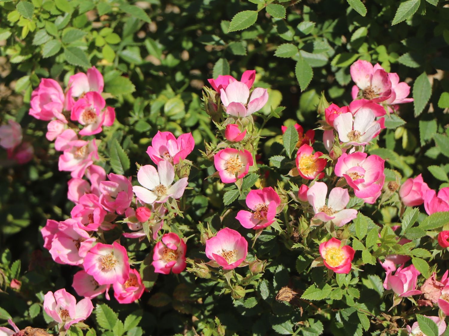 Zwergrose 'Miniatura' ® - Rosa 'Miniatura' ®