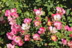 Zwergrose 'Miniatura' ® - Rosa 'Miniatura' ®
