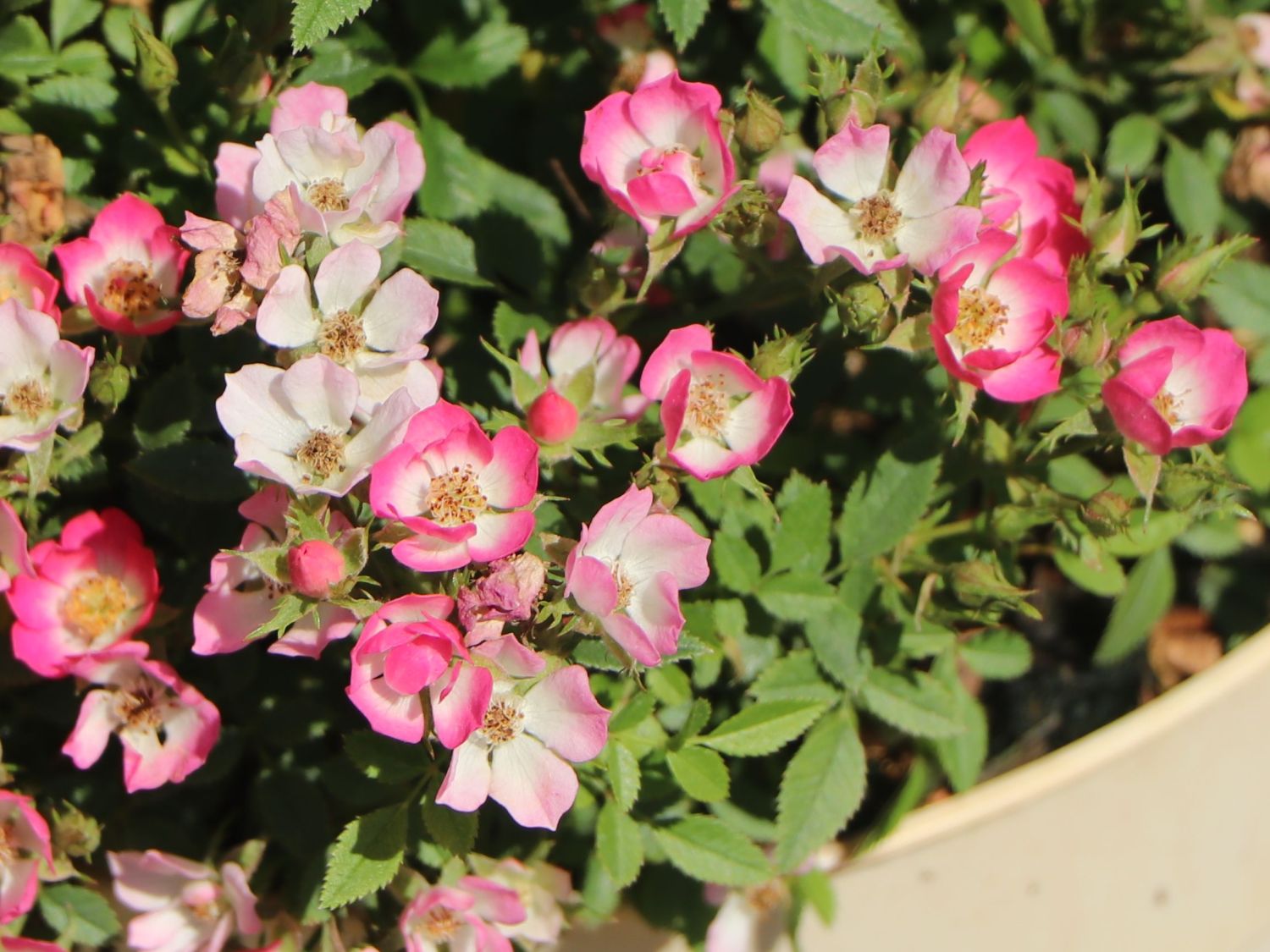 Zwergrose 'Miniatura' ® - Rosa 'Miniatura' ®