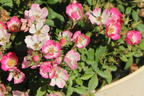 Zwergrose 'Miniatura' ® - Rosa 'Miniatura' ®