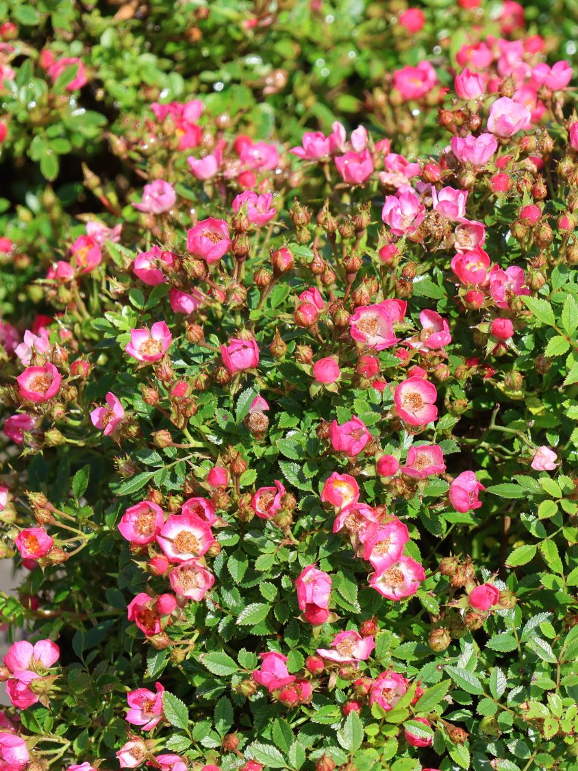 Zwergrose 'Miniatura' ® - Rosa 'Miniatura' ®