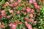 Zwergrose 'Miniatura' ® - Rosa 'Miniatura' ®