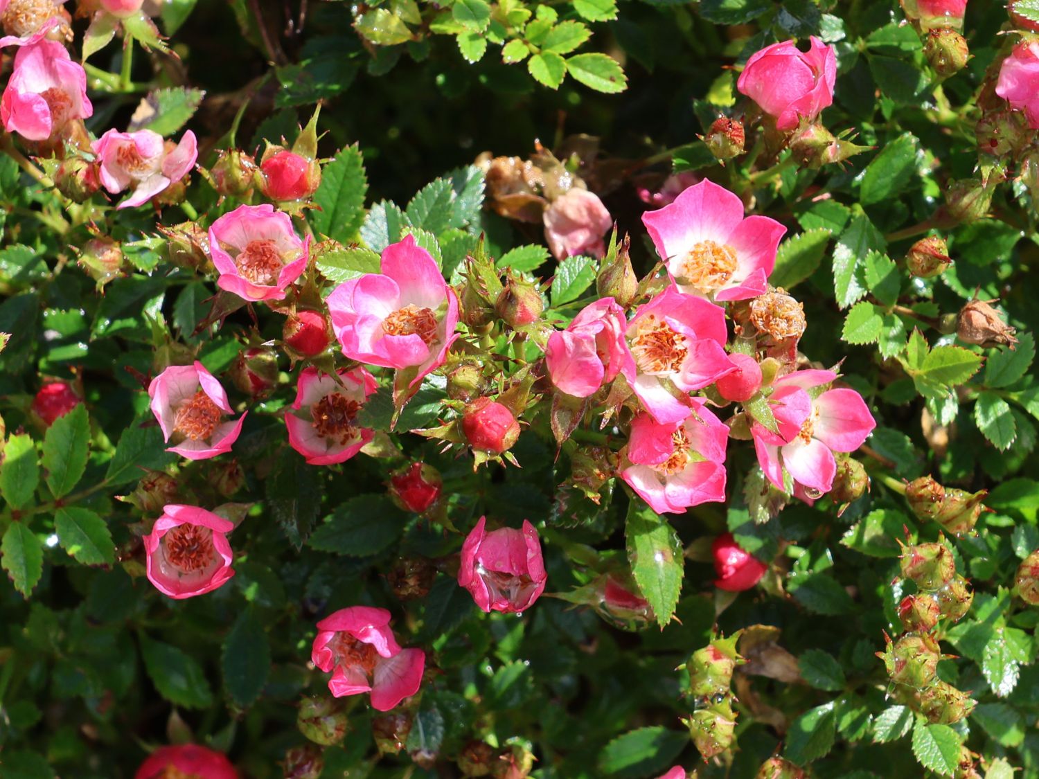 Zwergrose 'Miniatura' ® - Rosa 'Miniatura' ®