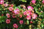 Zwergrose 'Miniatura' ® - Rosa 'Miniatura' ®
