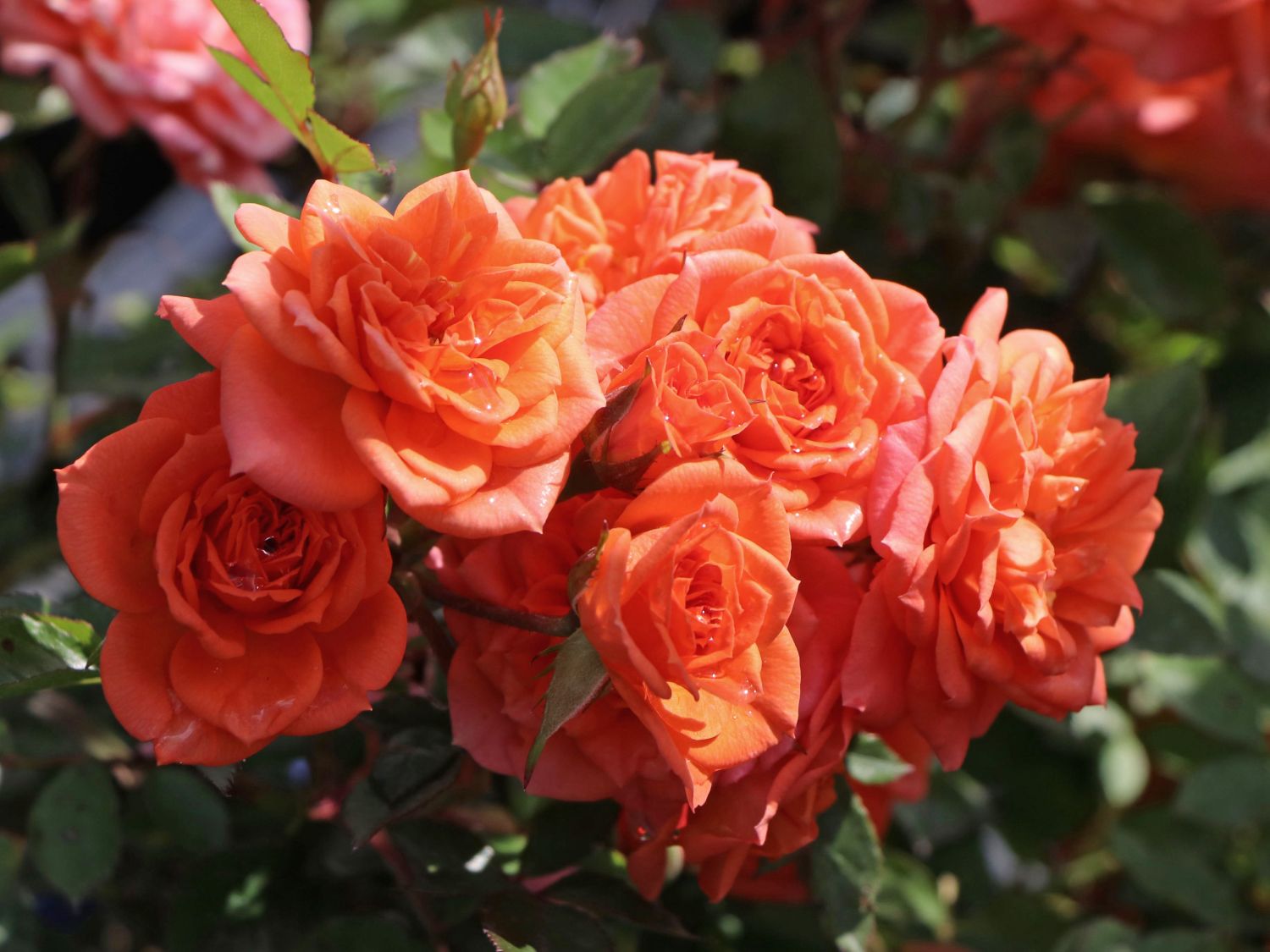 Zwergrose 'Ninetta' ®