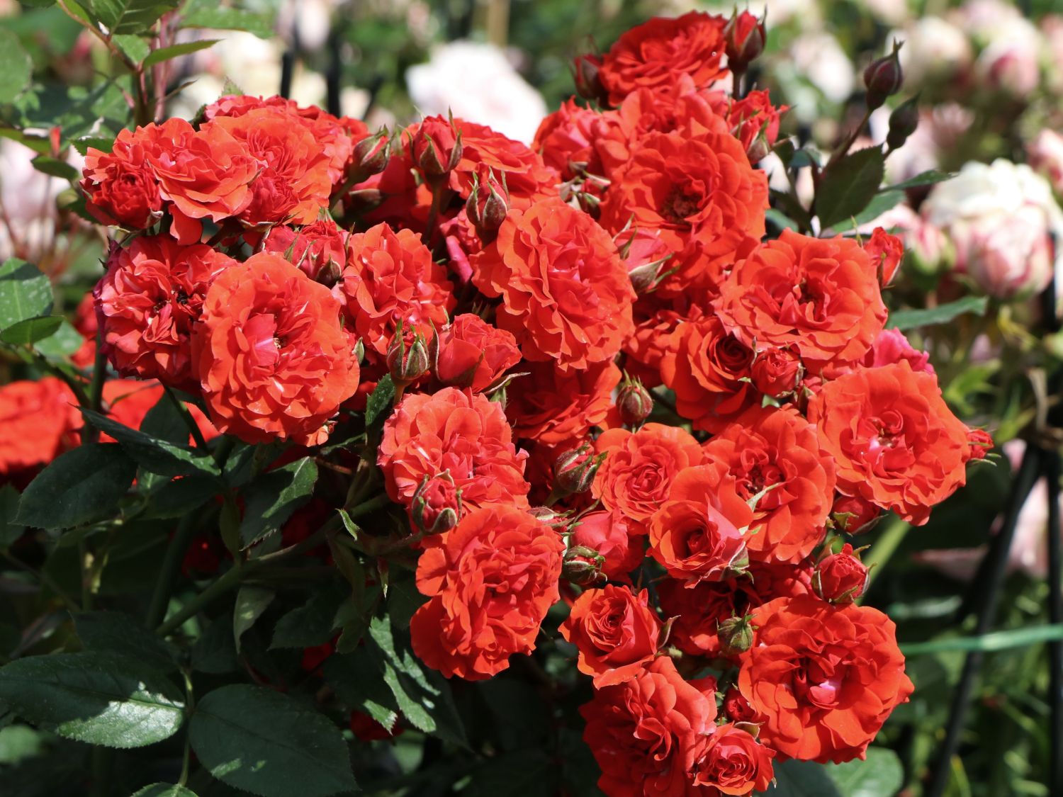 Zwergrose 'Orange Babyflor' ®