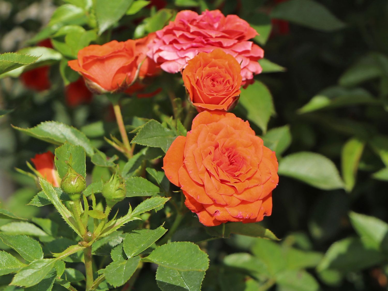 Zwergrose 'Orange Juwel' ®