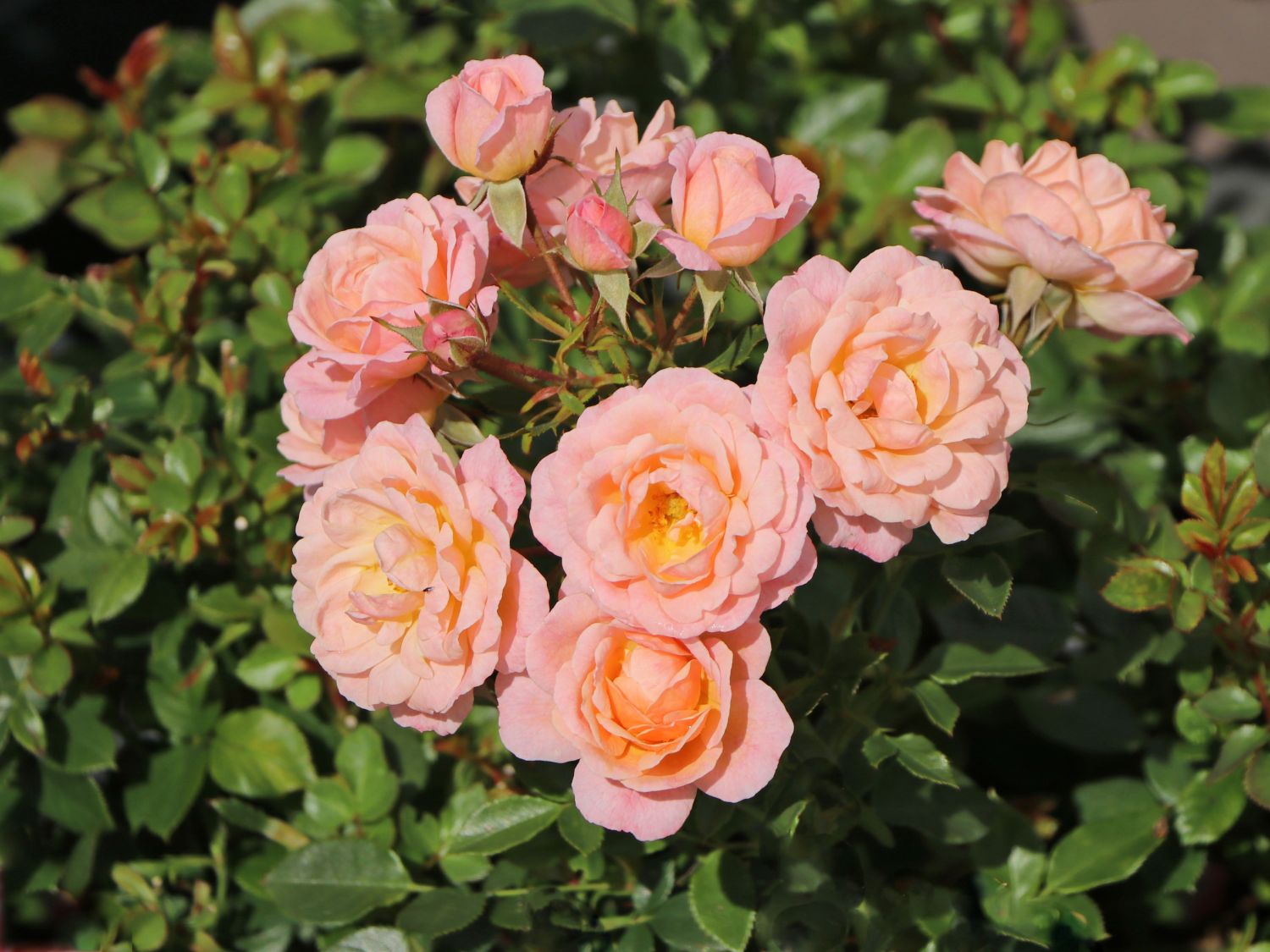 Zwergrose 'Peach Clementine' ®