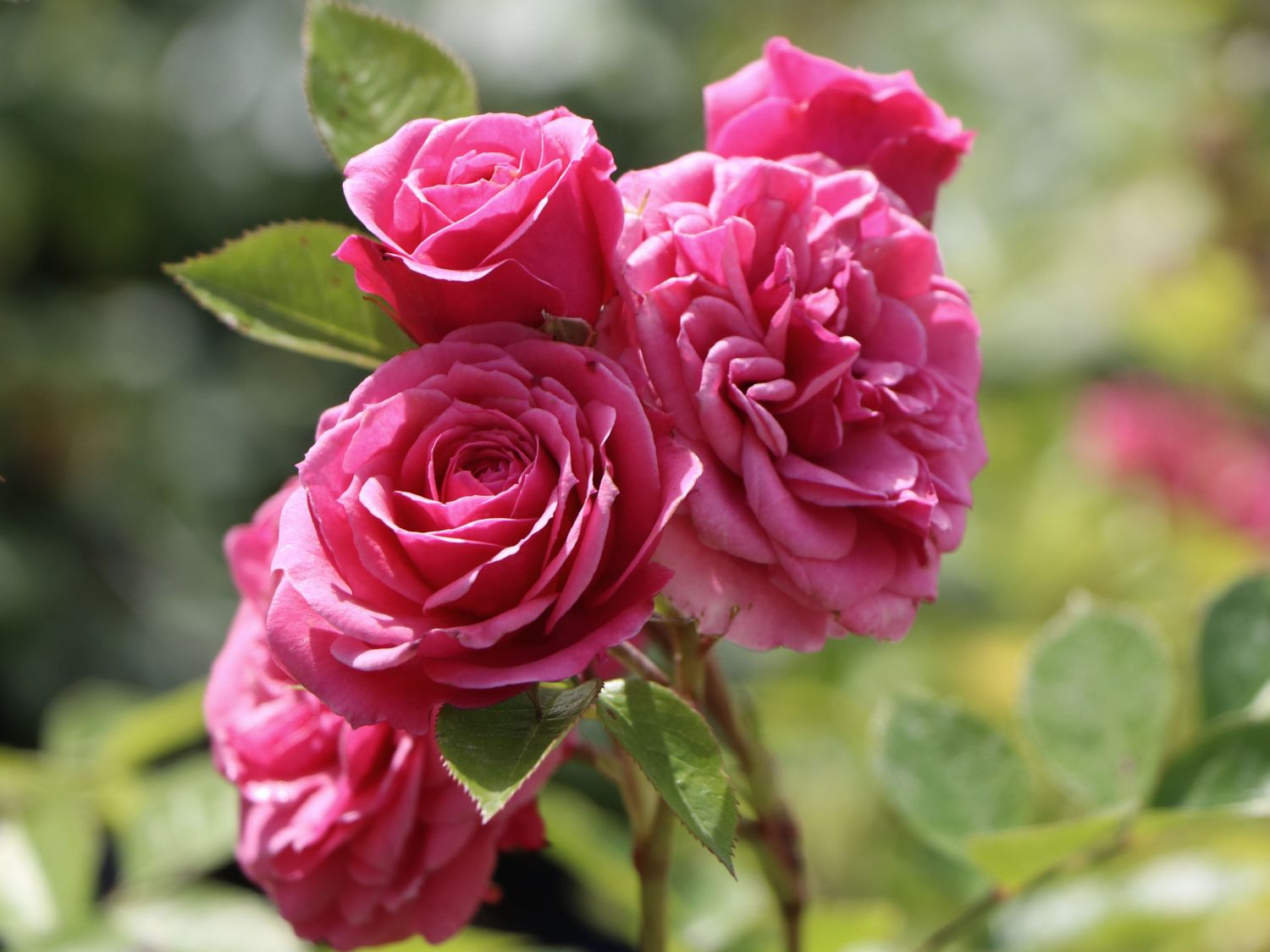 Zwergrose 'Pink Babyflor ®'