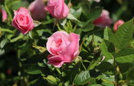 Zwergrose 'Pink Symphonie' ®