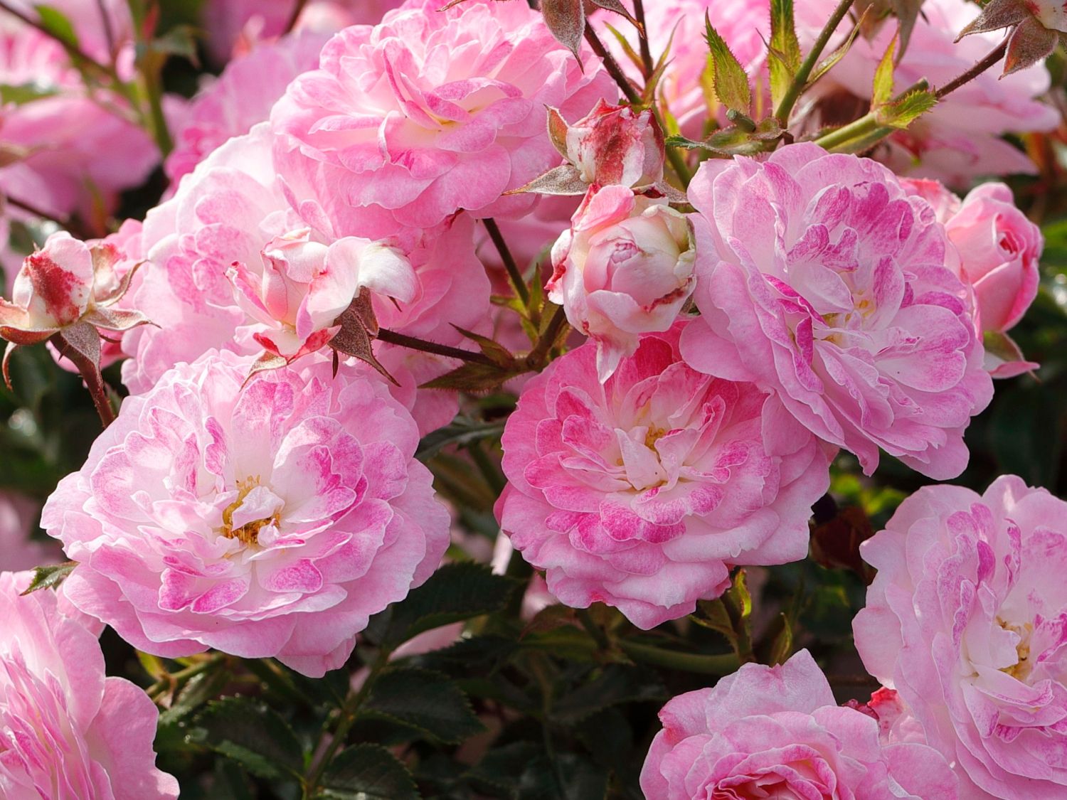 Zwergrose 'Pinocchio' ®