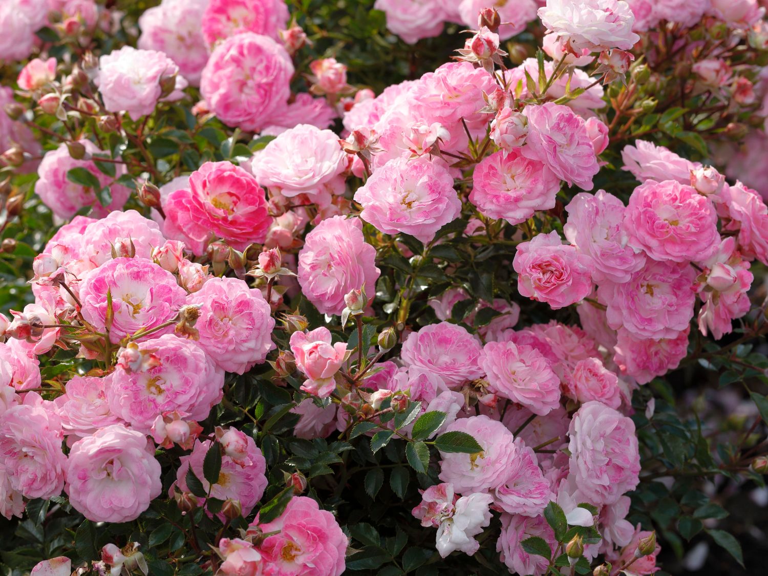 Zwergrose 'Pinocchio' ® - Rosa 'Pinocchio' ®
