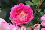 Zwergrose 'Pinocchio' ® - Rosa 'Pinocchio' ®