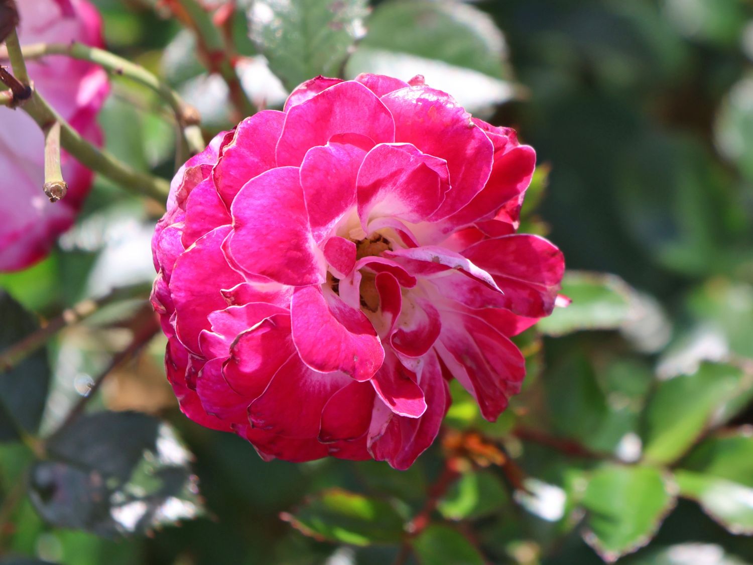 Zwergrose 'Pinocchio' ® - Rosa 'Pinocchio' ®