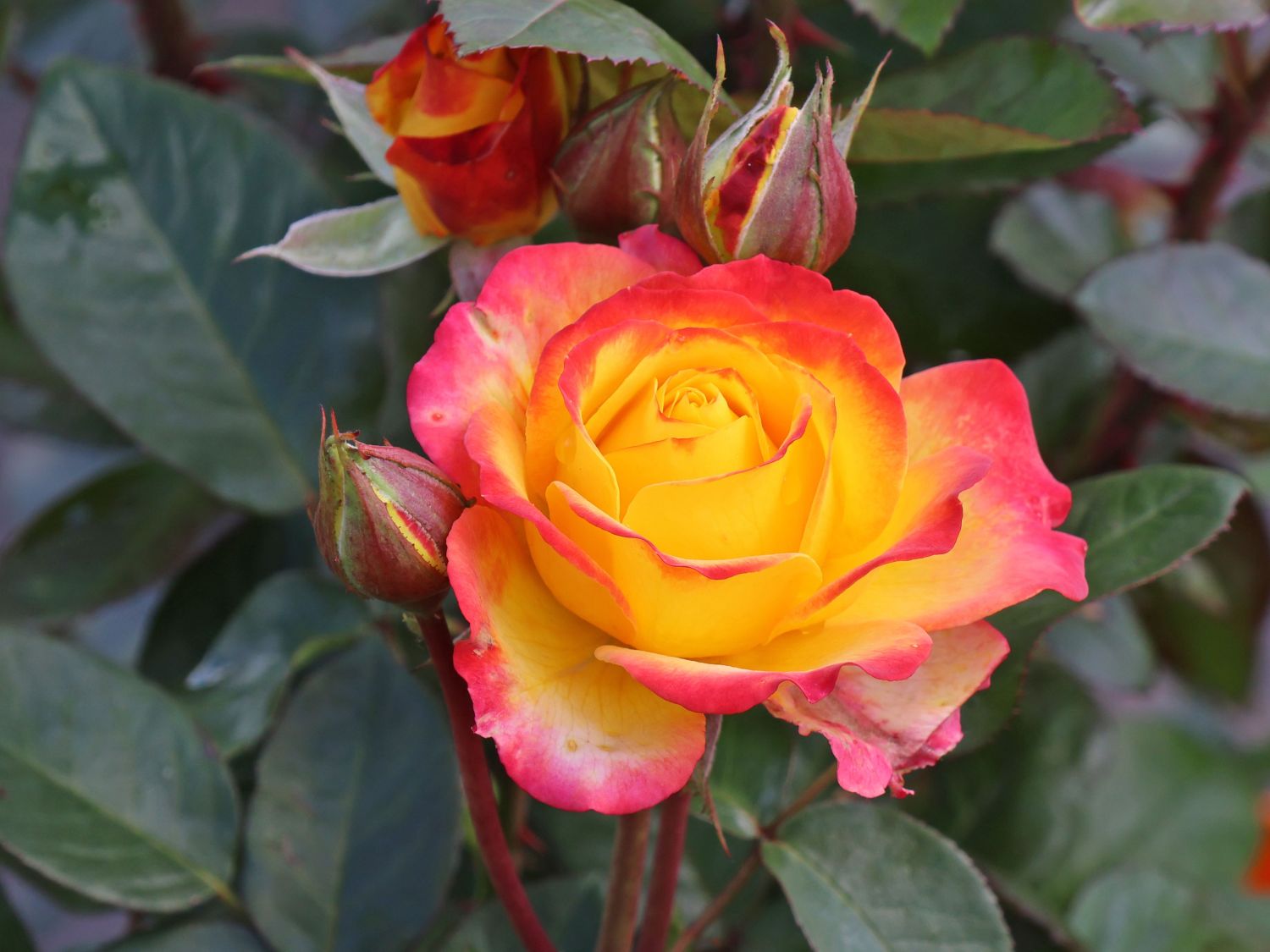 Zwergrose 'Planters Punch'