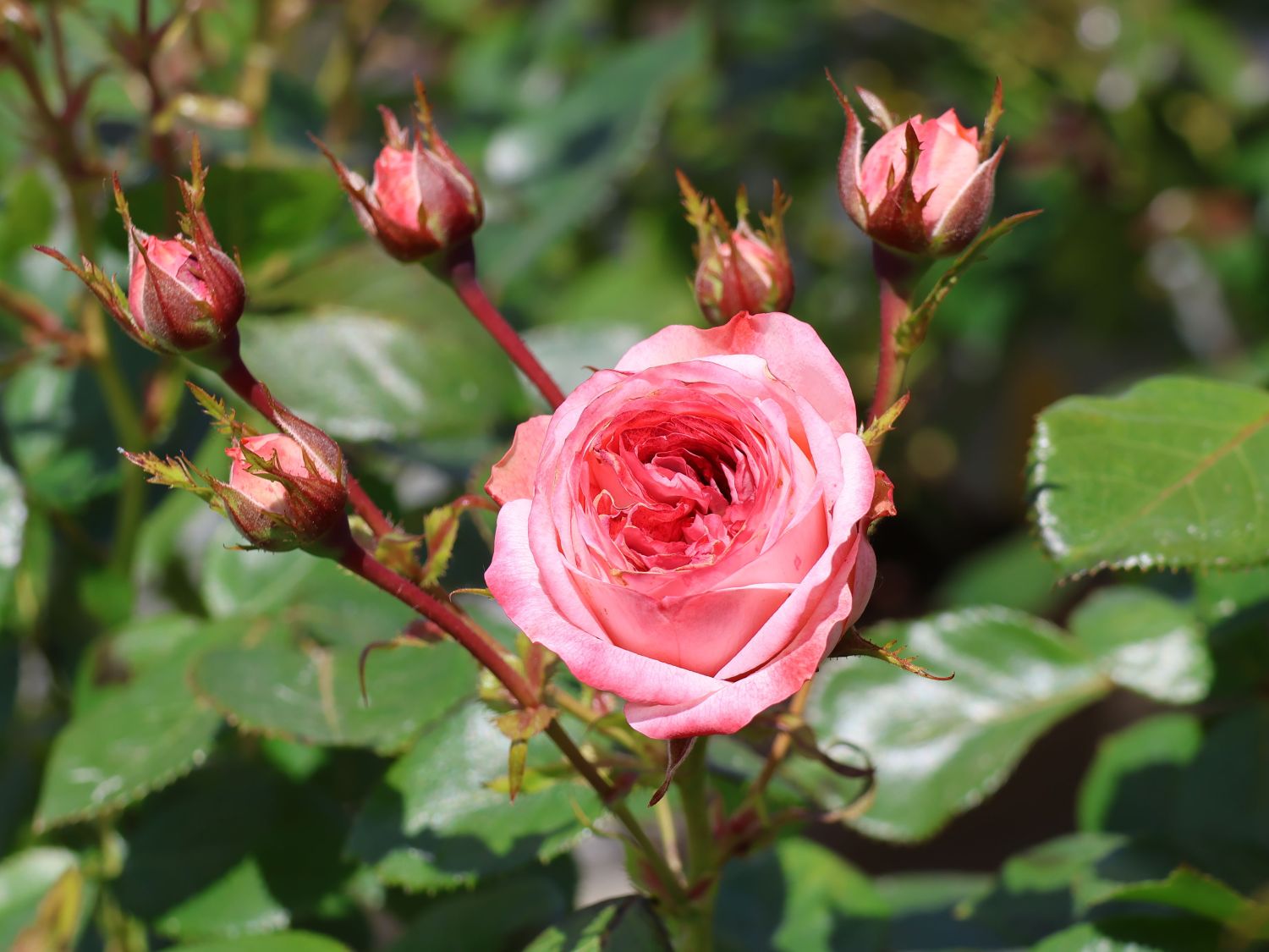 Zwergrose 'Pompeji' ®