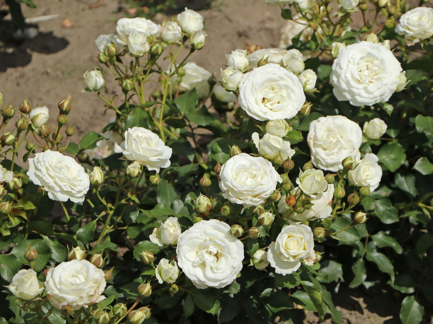 Zwergrose 'Schneeküsschen 2016' ® - Rosa  'Schneeküsschen 2016' ®