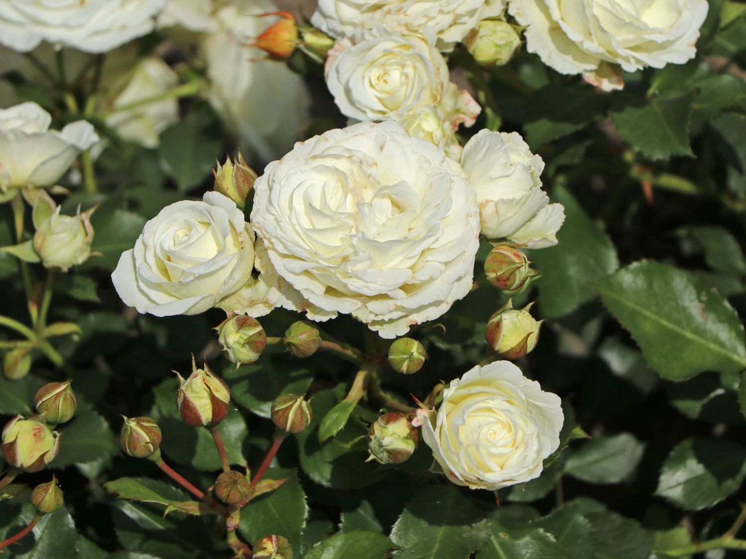 Zwergrose 'Schneeküsschen 2016' ® - Rosa  'Schneeküsschen 2016' ®