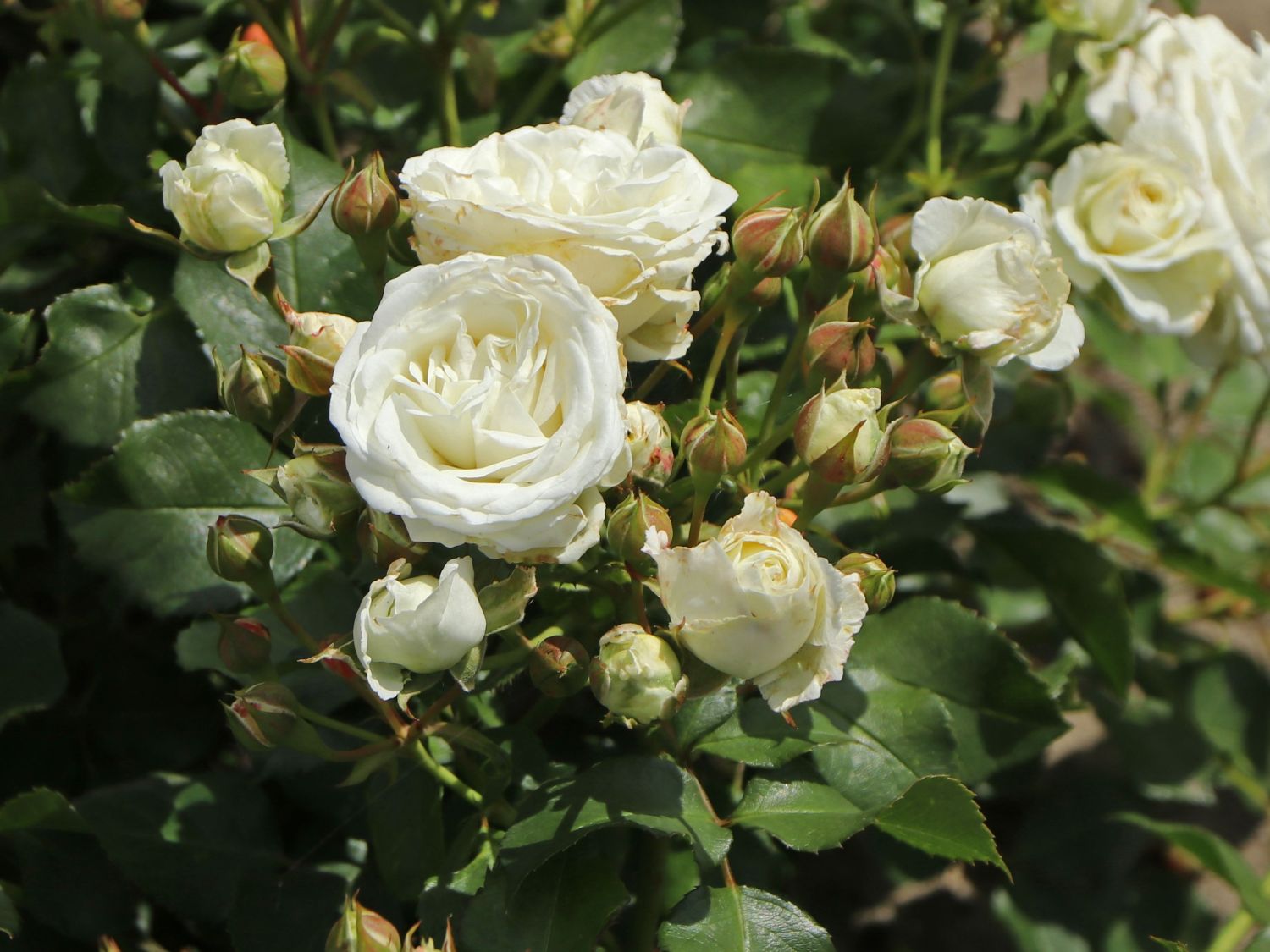 Zwergrose 'Schneeküsschen 2016' ® - Rosa  'Schneeküsschen 2016' ®