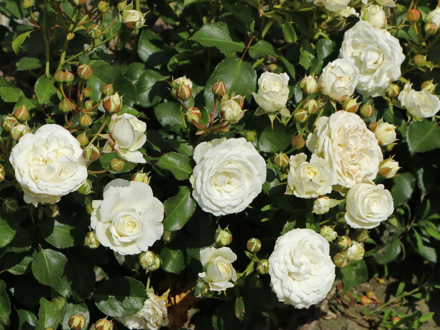 Zwergrose 'Schneeküsschen 2016' ® - Rosa  'Schneeküsschen 2016' ®