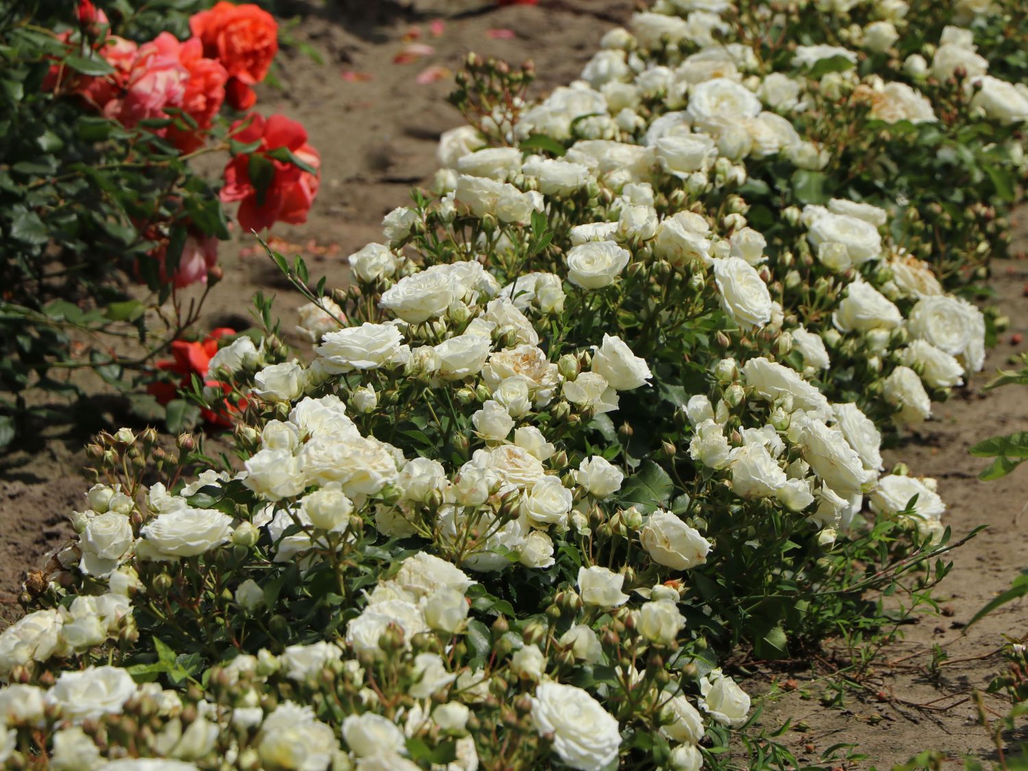 Zwergrose 'Schneeküsschen 2016' ® - Rosa  'Schneeküsschen 2016' ®