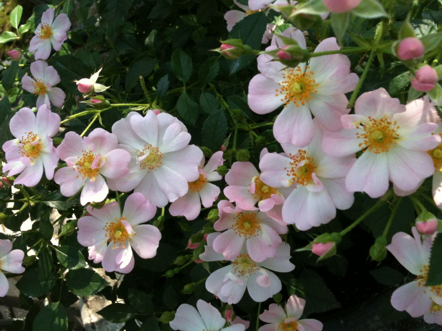 Zwergrose 'Sternenhimmel' ®