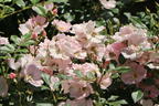Zwergrose 'Sternenhimmel' ® - Rosa 'Sternenhimmel' ® ADR-Rose