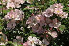 Zwergrose 'Sternenhimmel' ® - Rosa 'Sternenhimmel' ® ADR-Rose